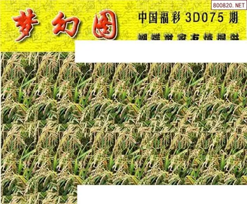 26075期: 3D蝴蝶世家蝴蝶彩图