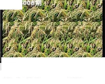 26006期: 3D蝴蝶世家蝴蝶彩图