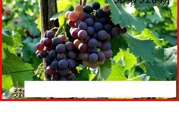 25328期: 白老3D杀码图版