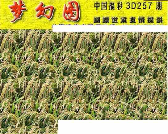 24257期: 3D蝴蝶世家蝴蝶彩图