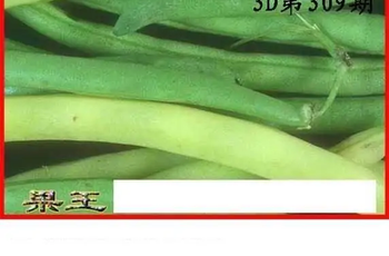 25309期: 白老3D杀码图版