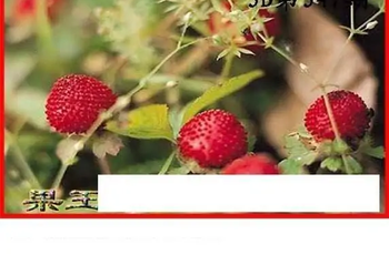 25347期: 白老3D杀码图版