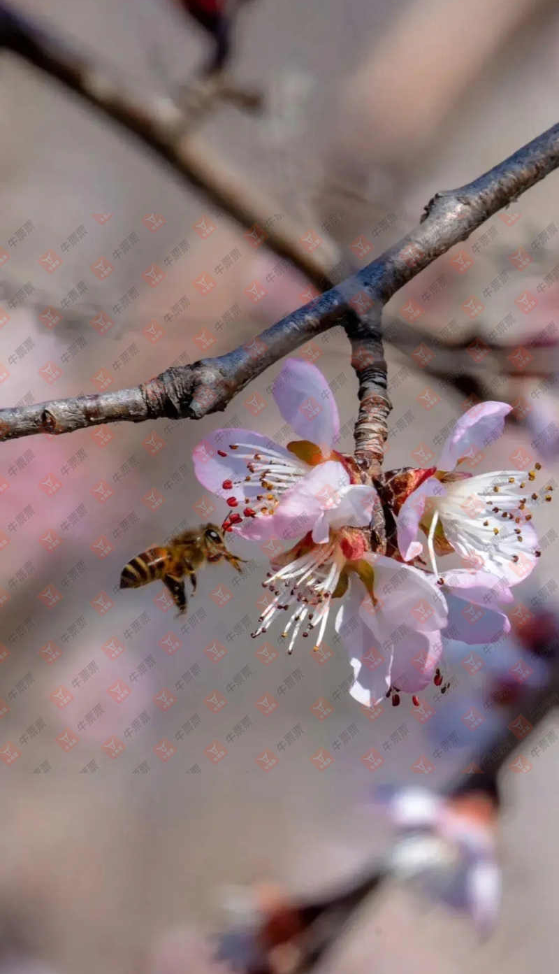 24041�ڣ���С�ý���ɹƱ��ɹƱ��402 / ����:��С�� / ����ID:848934