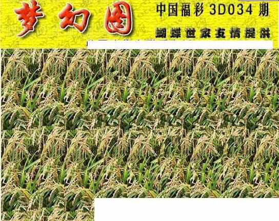 24034期: 3D蝴蝶世家蝴蝶彩图