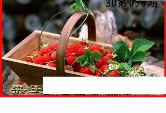 24050期: 白老3D杀码图版