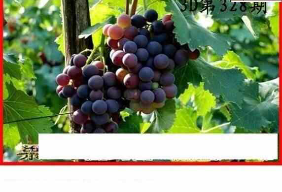 23328期: 白老3D杀码图版