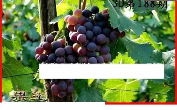 23188期: 白老3D杀码图版