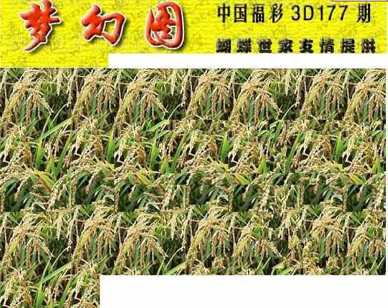 23177期: 3D蝴蝶世家蝴蝶彩图